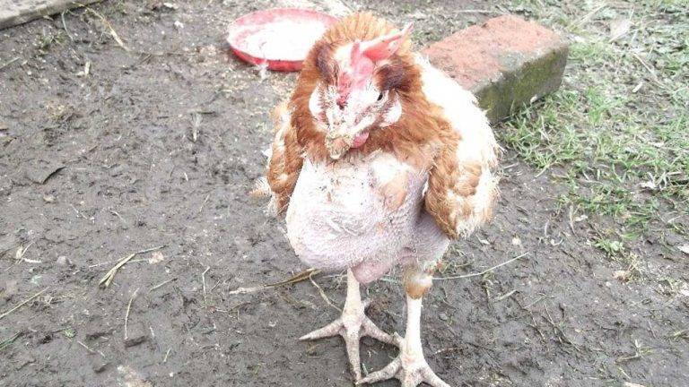 How to Treat Sour Crop in Birds d131a8e418094a4887a06ed34fc6cc60