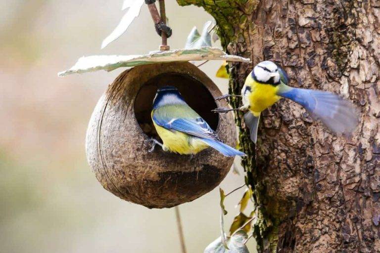 Do Wild Birds Eat Raisins: A Nutritional Guide d6d270fc3e754ec0a554cc8a23da5825