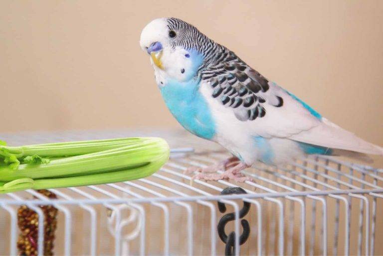 Can Birds Eat Celery: Good and Bad impact of Celery on Birds dd00b63f031a4ec6b32153f94851559b