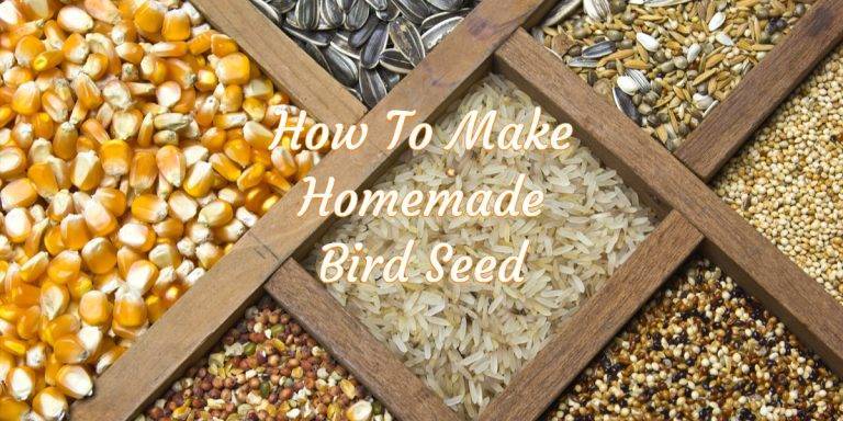 How to Make Bird Food e0bdfb3369b640ca8597e948f0839942