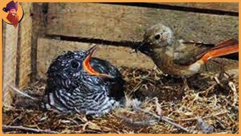 Do Birds Kill Their Own Babies e20cc63f092249ce9a8945e6d72e60ca