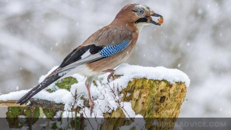 What Do Birds Naturally Eat in the Winter e3750aeca07b42ba8b9db3ffa13c2781