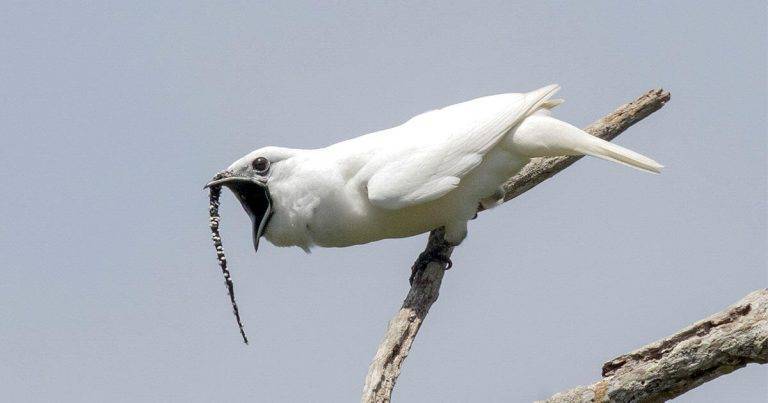 Noisy North American Bird: Clues and Answer e7dc40252fa243adbf97844d87c8e495