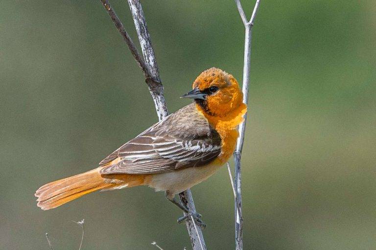 North American Orange Birds: Ten Orange Birds In North America e85e8da65b414ac3ac025786ac20c326