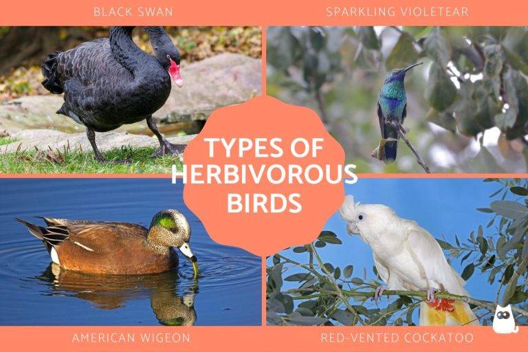 Is a Bird a Herbivore e9f5795f09914de982bc3b38c47819a5
