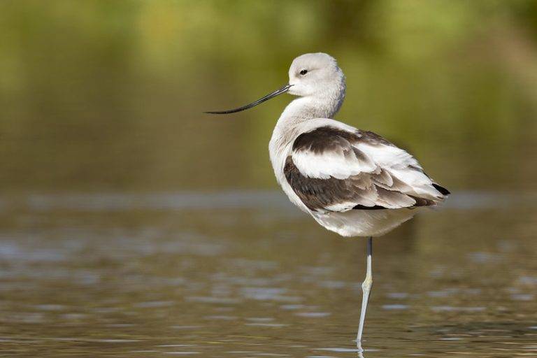 Why Do Birds Stand on One Leg eab7b943f7074ed980847defef95617e