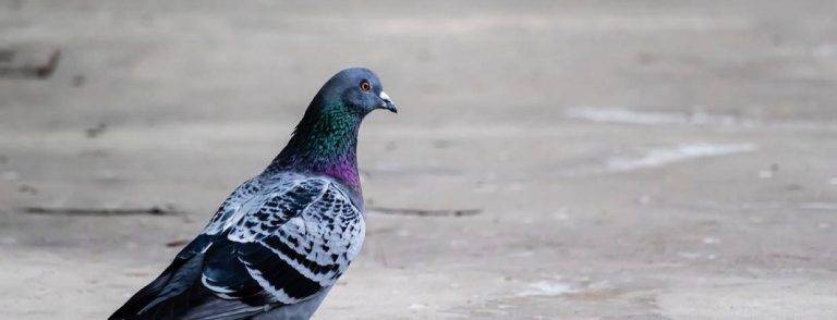 ed614fac82074f6092d0536afe4f81bc