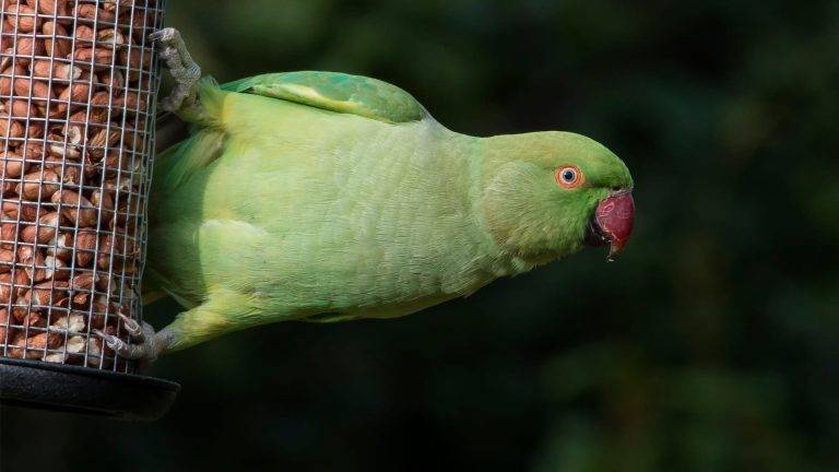 Can Wild Birds Eat Parakeet Food f4f8f38f4d8043378c4d5ad6a95c0e68