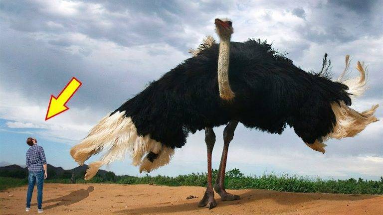 What is the Largest Bird in the World fe46f18fe593448aba07777f3850b3e6