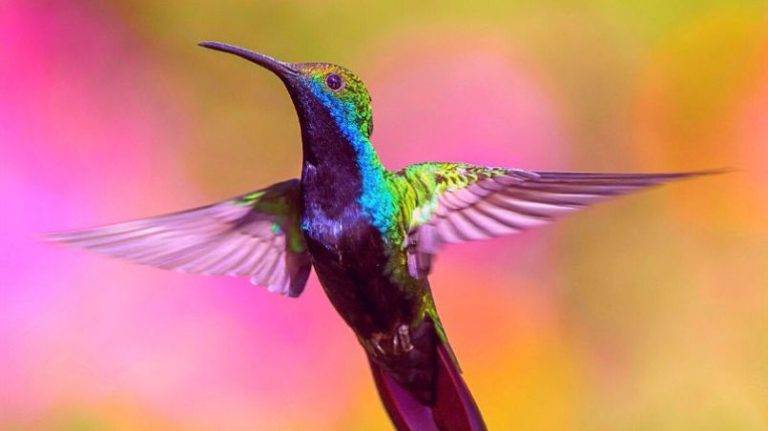 Are Hummingbirds the Only Birds That Can Fly Backwards ARE HUMMINGBIRDS THE ONLY BIRDS THAT CAN FLY BACKWARDS
