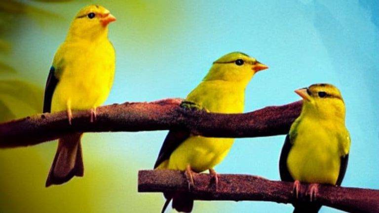 When Do Baby Birds Start Chirping: The Fun Facts BABY BIRDS START CHIRPING