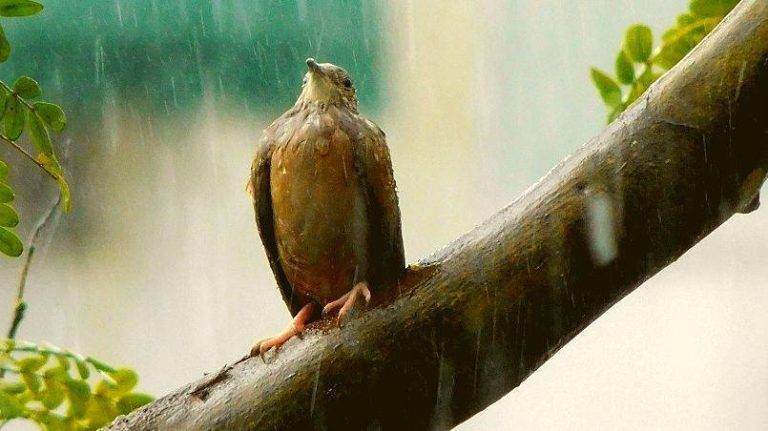 WHAT DOES A BIRD NEED IN THE RAIN: SHELTER AND FOOD