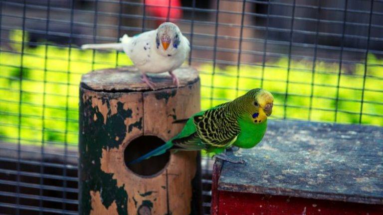 BIRDS DANCE TO MUSIC