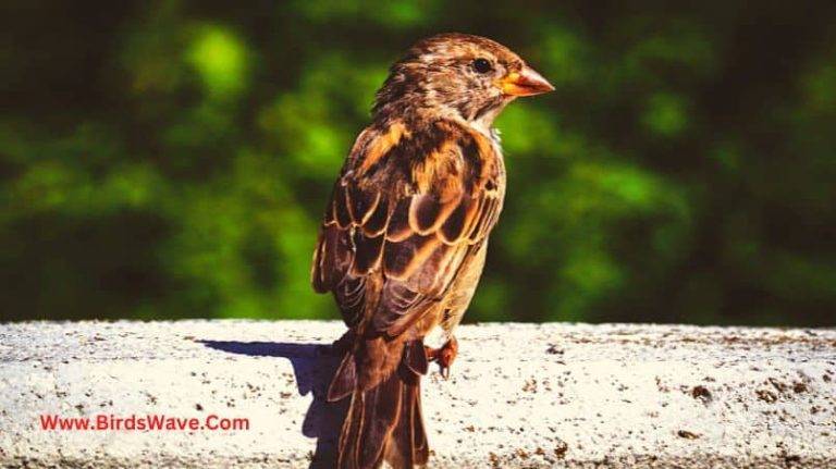 How to Keep Birds from Pooping on My Porch: Effective Ways BIRDS ON MY PORCH