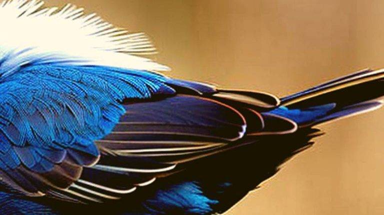 DO BIRD FEATHERS GROW BACK