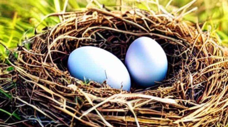 DO MALE BIRDS MAKE NESTS