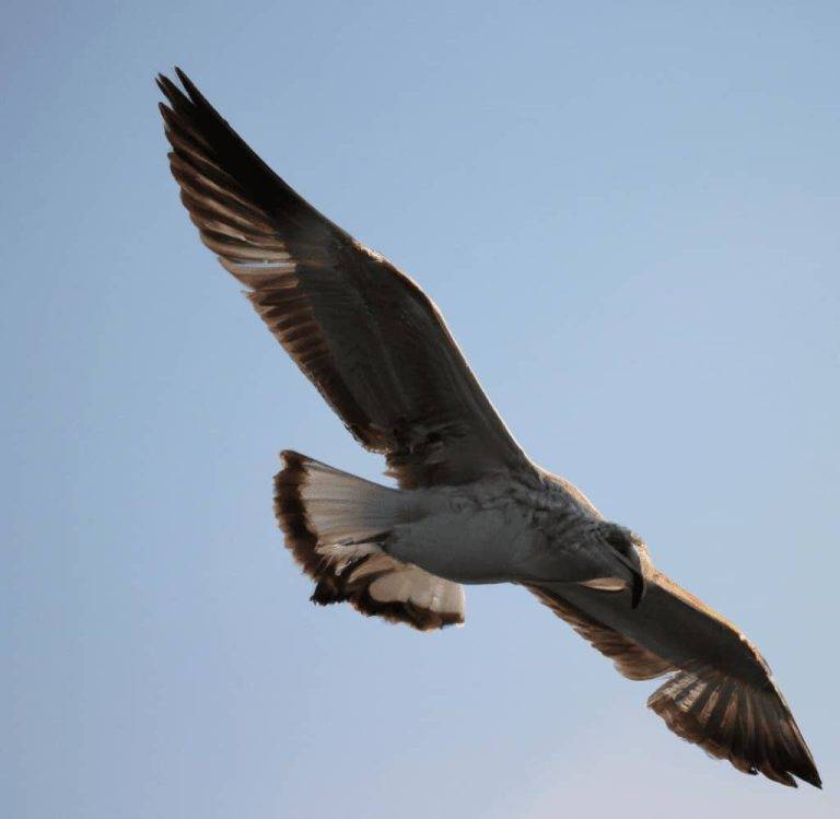 Do Birds Poop While Flying: Fun Facts about Birds Poop Birds Poop While Flying