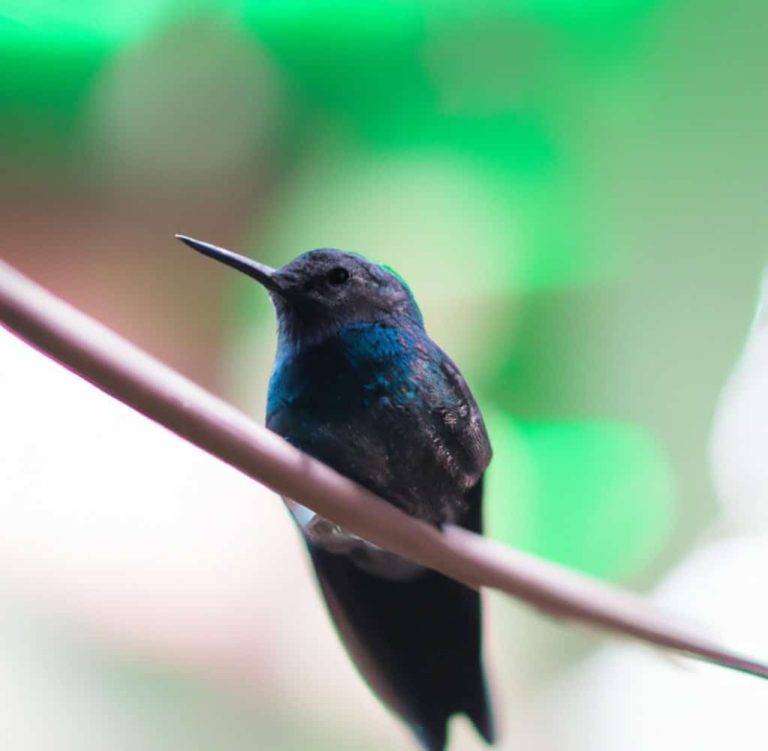 HUMMING BIRDS