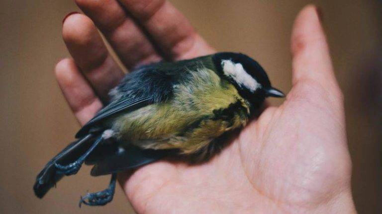 WHAT FOOD KILLS BIRDS INSTANTLY