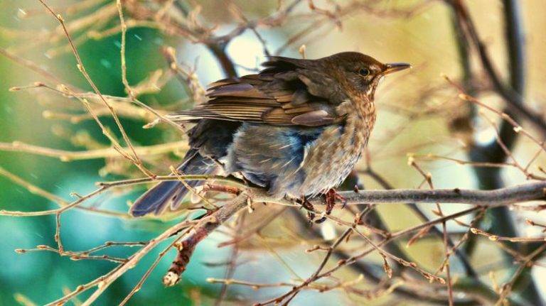 What is the Only Bird That Hibernates: The Wondering Truth WHAT IS THE ONLY BIRD THAT HIBERNATES: THE WONDERING TRUTH