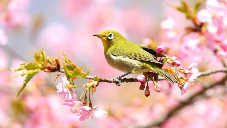 Japanese White-Eye Bird: A Delightful Avian Species Japanese White-Eye Bird