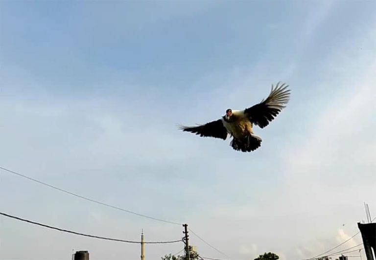 Can Muscovy Ducks Fly? Muscovy Duck flying
