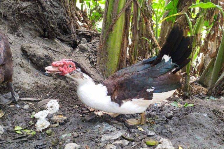 What Age to Butcher Muscovy Ducks