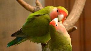 How to Maintain Love Birds