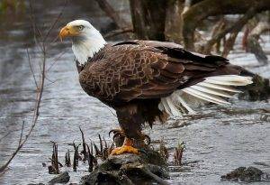 Americas Iconic Bird