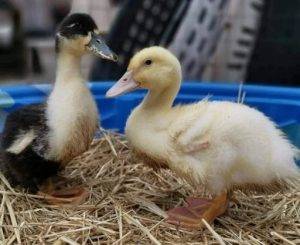 Appeal of Pet Ducks