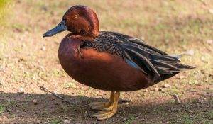 Appeal of Rare Duck Breeds