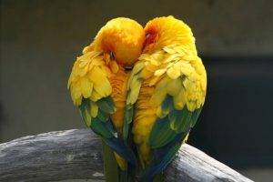 Birds That Mate for Life 1