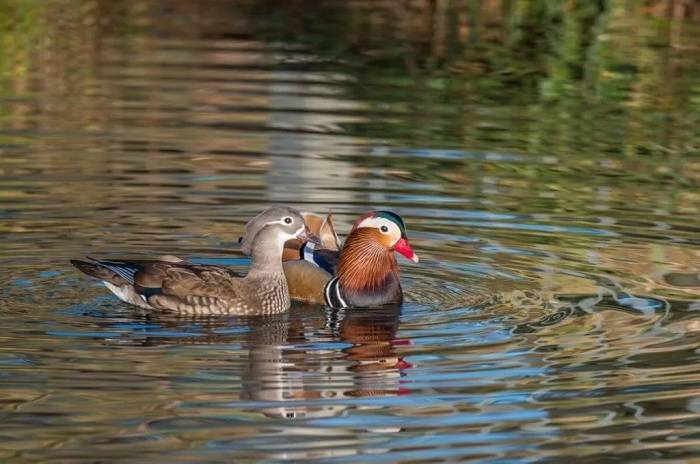 Unraveling the Question: Do Ducks Need to Be in Pairs?
