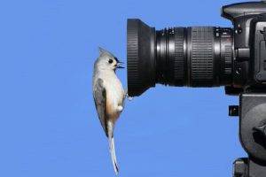 Do You Call a Bird Watcher 1