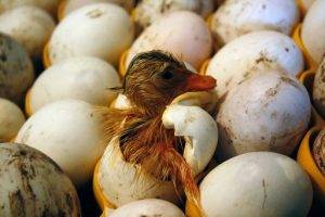 Duck Egg Incubation
