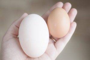 Duck Egg vs. Chicken Egg Incubation