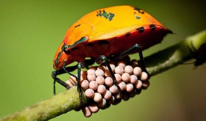 Egg-Laying Marvels: Unveiling Animals That Defy Bird Norms Egg Laying Marvels