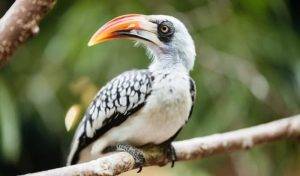 Lion King Bird 1