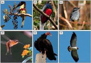 Natural Habitat and Distribution of Bird Predators