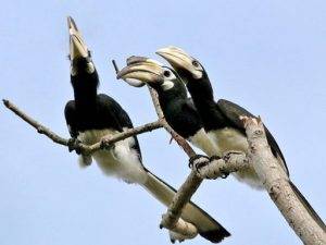 The Hornbill Family