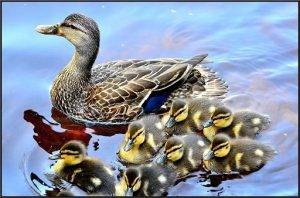 Understanding Ducklings