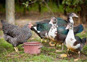 Understanding Ducks and Chickens