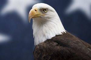 Understanding the Bald Eagle