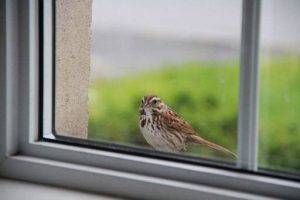 When a Bird Hits Your Window 1