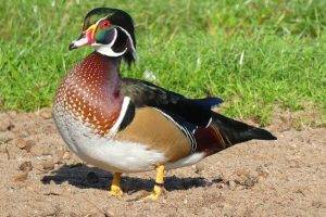 Asian Ducks 1