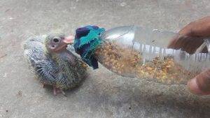 Baby Pigeon Food