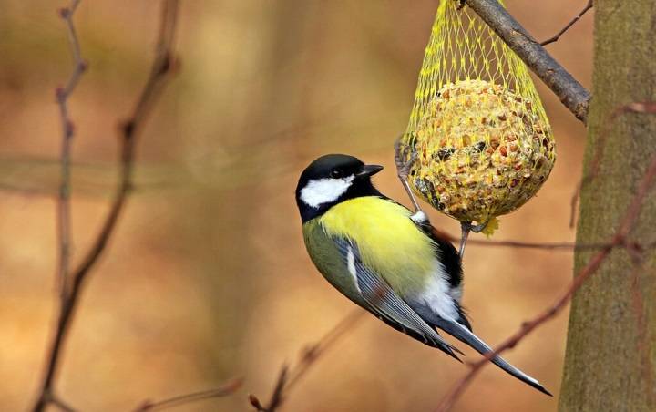 Feathered Gourmet: A Comprehensive Guide to Birds and Oats Birds and Oats