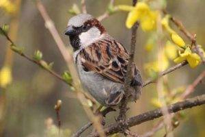 Can Birds Eat Oats