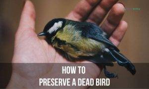 How to Preserve a Dead Bird 2