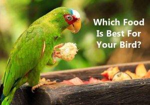The Diverse Diets of Birds